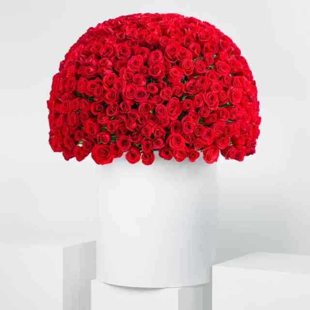 Anniversary 500 Red Roses XXL